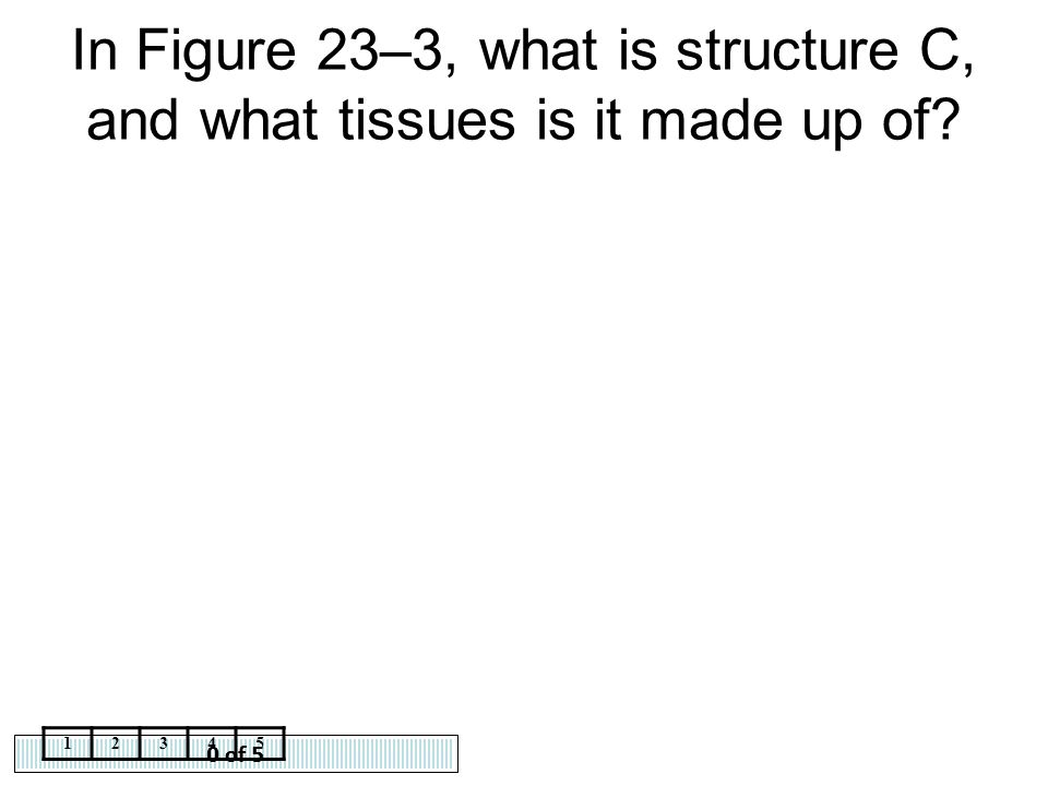 In Figure 23–3, what is structure C, and what tissues is it made up of