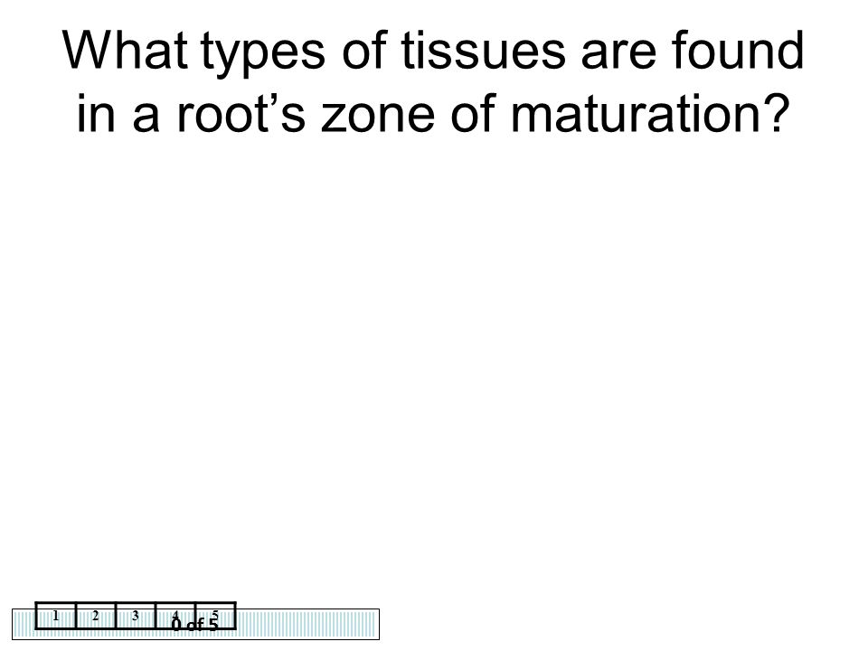 What types of tissues are found in a root’s zone of maturation