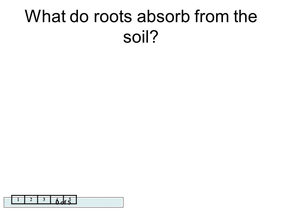 What do roots absorb from the soil