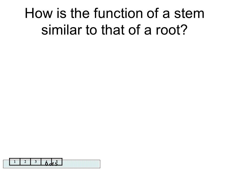 How is the function of a stem similar to that of a root