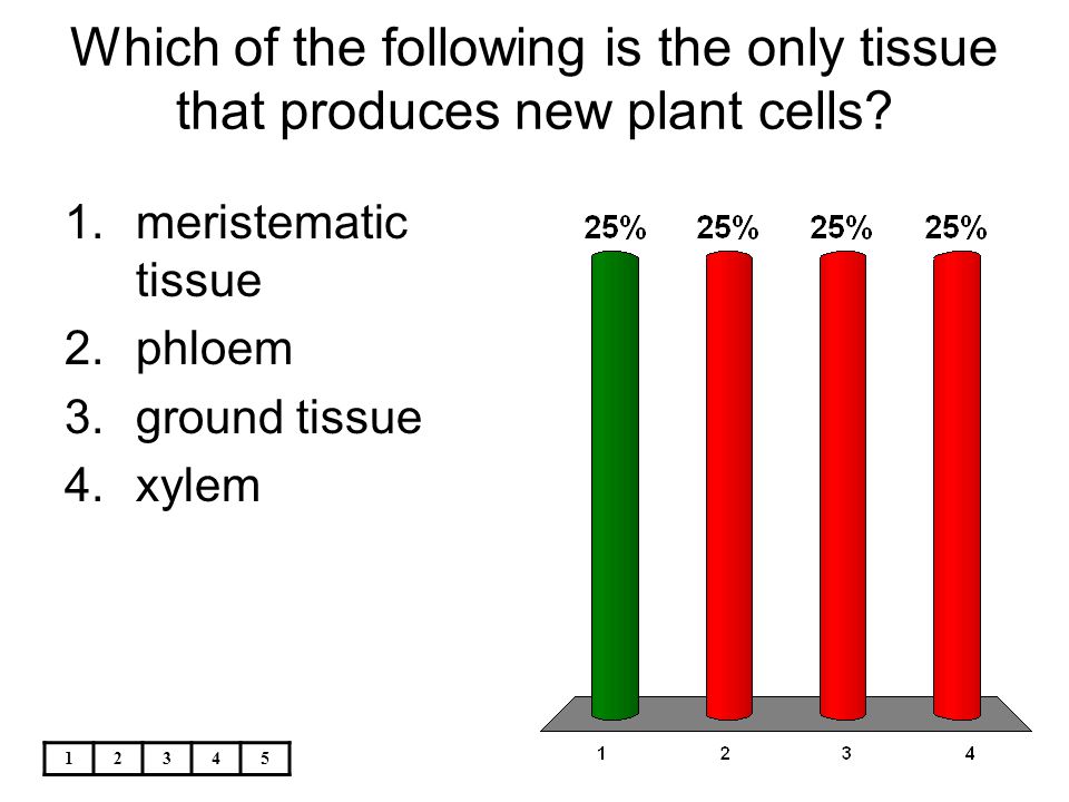 Which of the following is the only tissue that produces new plant cells