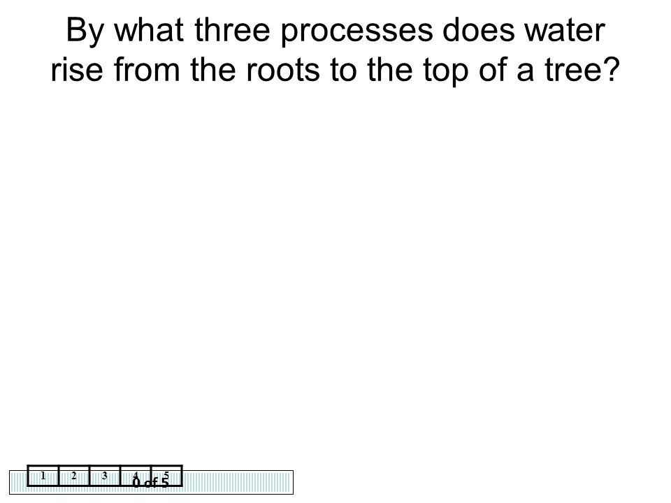 By what three processes does water rise from the roots to the top of a tree