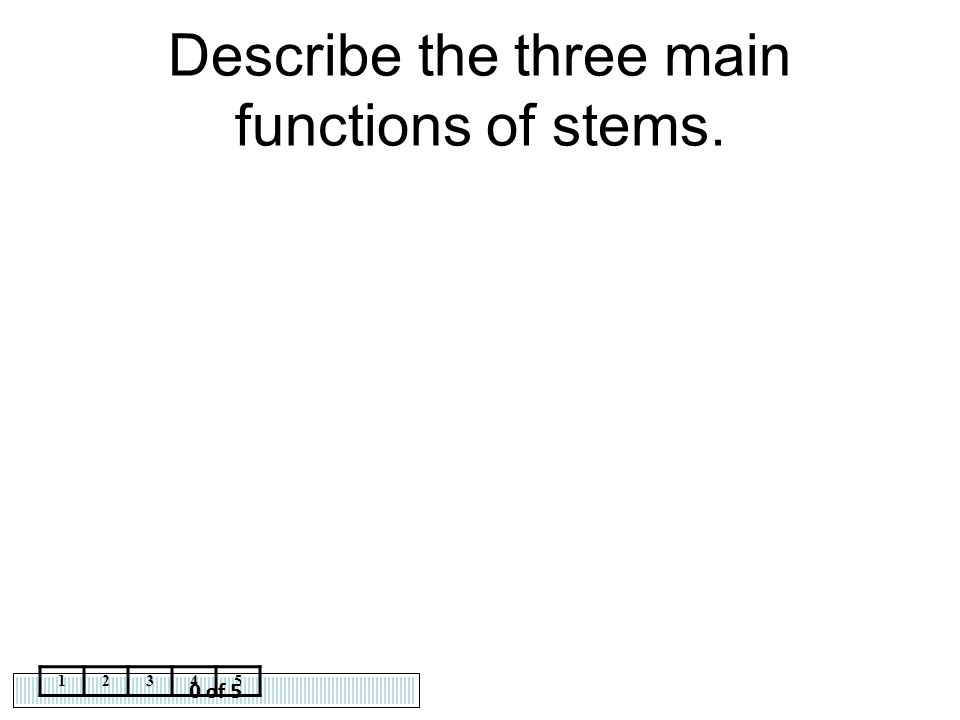 Describe the three main functions of stems.