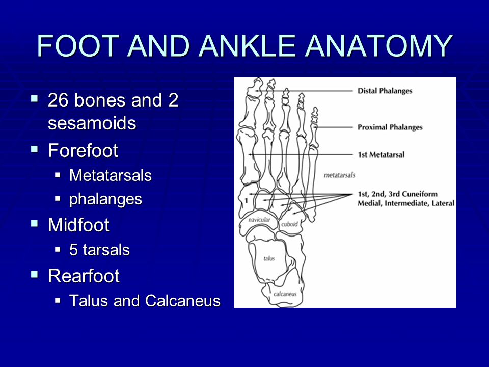 Ankle Sprains (Medial and Lateral)