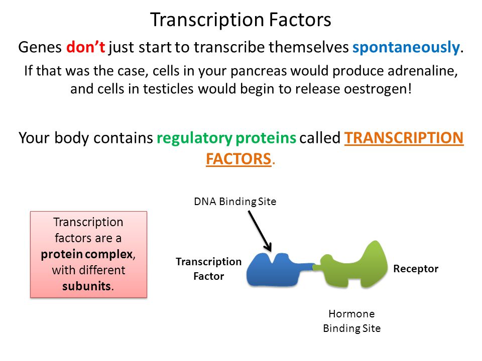 Transcription Factors 