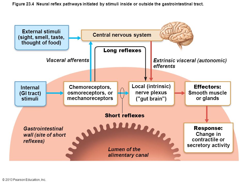 Central nervous system
