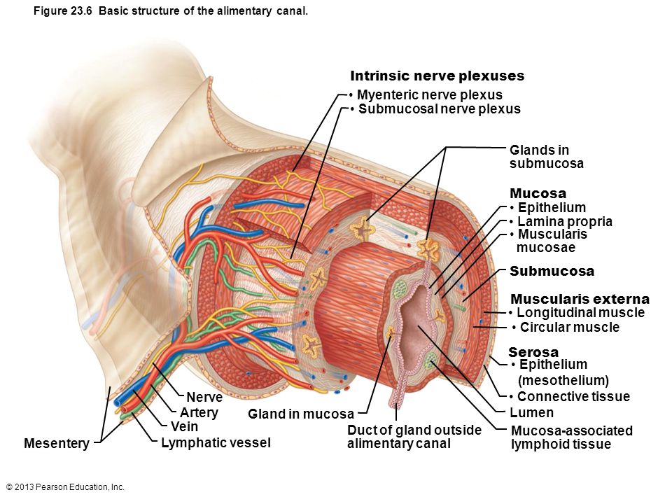 Myenteric nerve plexus