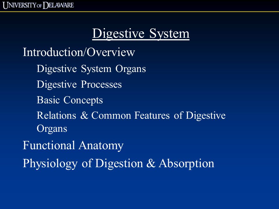 Digestive System Introduction/Overview Functional Anatomy