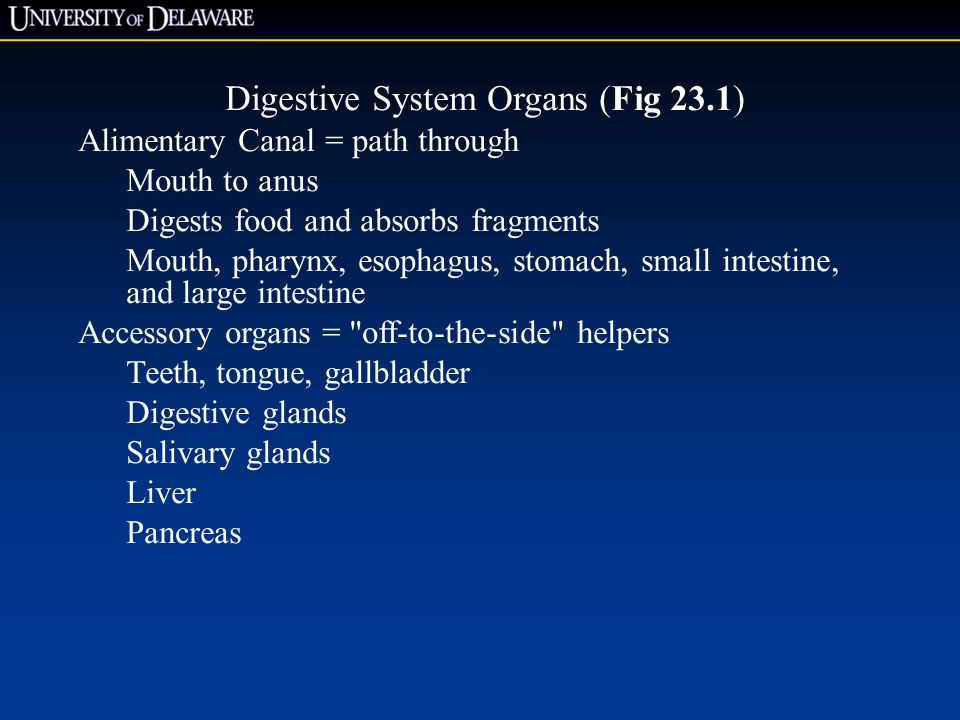 Digestive System Organs (Fig 23.1)