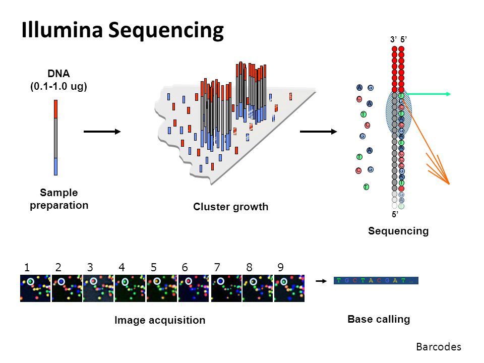 Секвенирование нуклеотидов. Секвенирование ДНК Illumina. Illumina секвенирование принцип. Illumina секвенирование схема. Проточная ячейка для секвенирования.