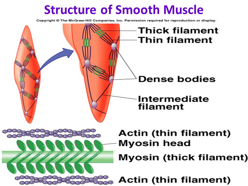 Smooth Muscle Diagram