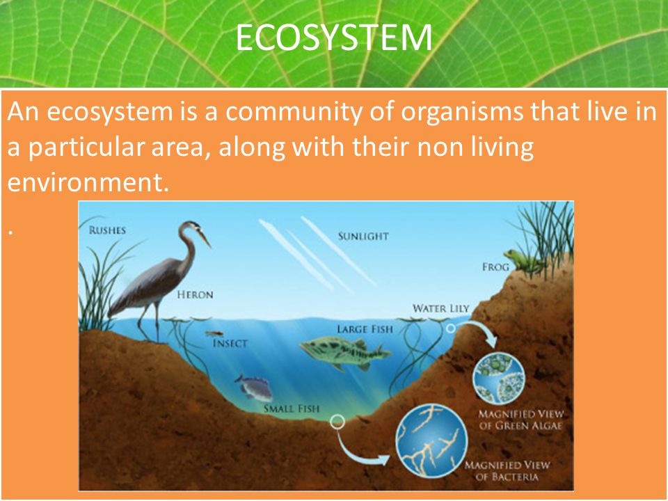 ECOSYSTEM An ecosystem is a community of organisms that live in a particular area, along with their non living environment.