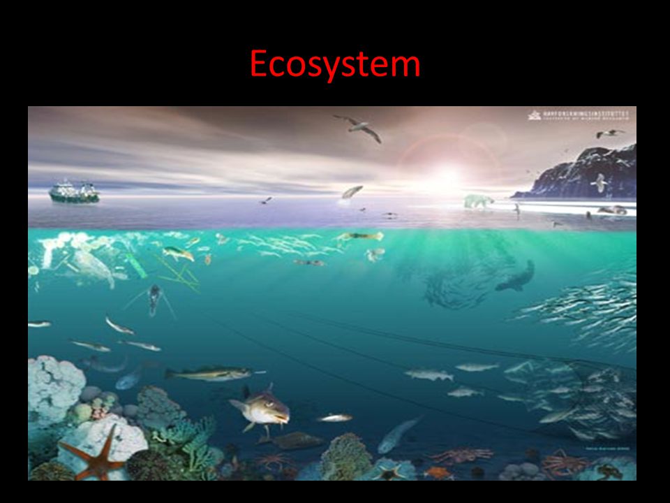 Ecosystem Ecosystem: includes a community and all the abiotic factors that effect it.