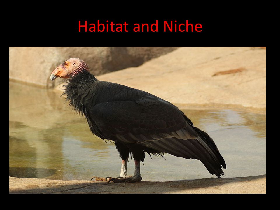 Habitat and Niche Habitat: the area where an organism lives.
