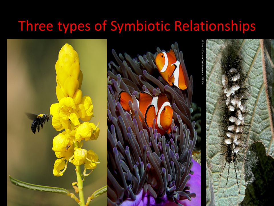 Three types of Symbiotic Relationships
