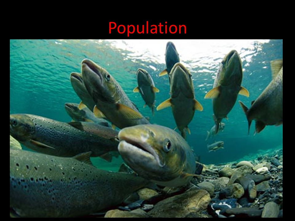 Population A population is all the individuals of a single species that share the same geographic location at the same time.