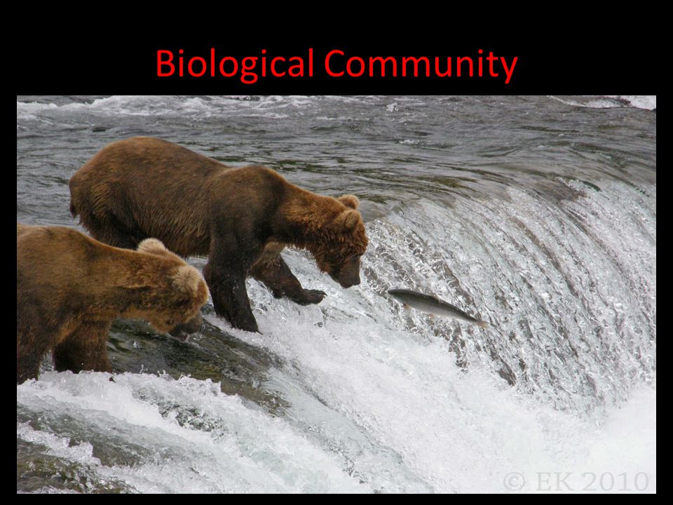 Biological Community Community: A group of interacting populations that occupy the same geographic area at the same time.