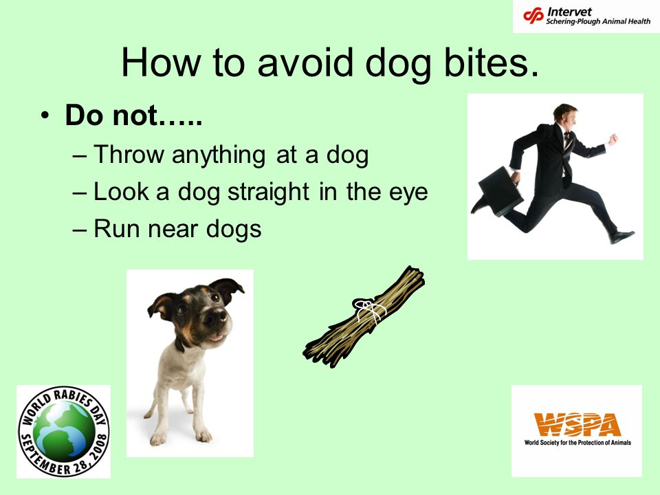 How to avoid dog bites. Do not….. Throw anything at a dog