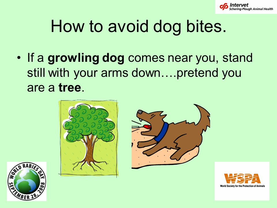 How to avoid dog bites. If a growling dog comes near you, stand still with your arms down….pretend you are a tree.