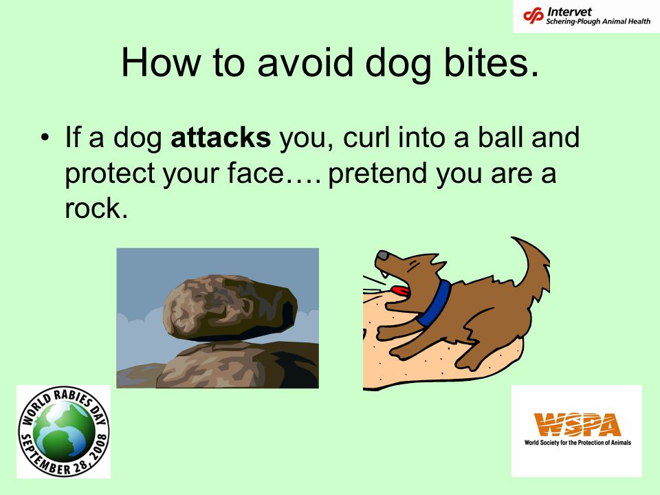 How to avoid dog bites. If a dog attacks you, curl into a ball and protect your face…. pretend you are a rock.