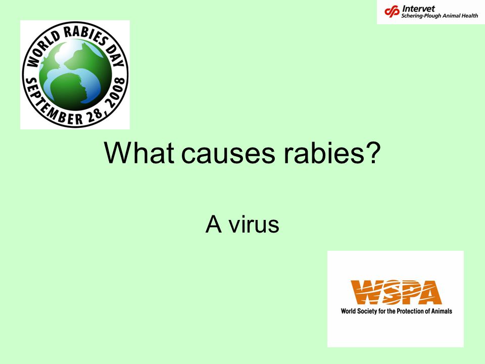 What causes rabies A virus Read the question.