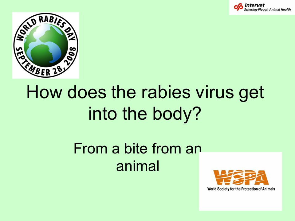 How does the rabies virus get into the body