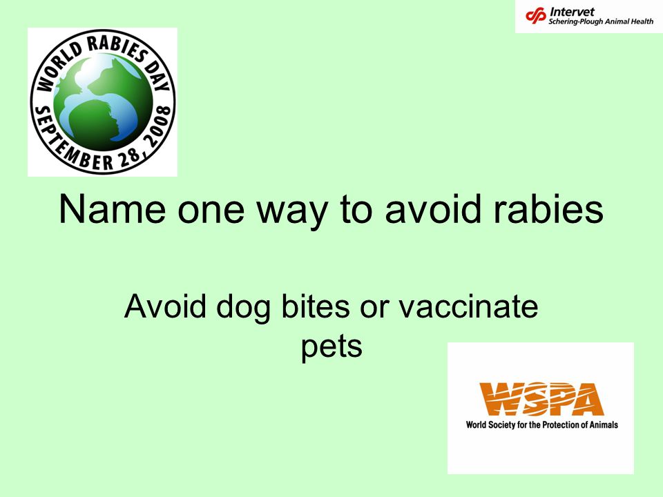 Name one way to avoid rabies