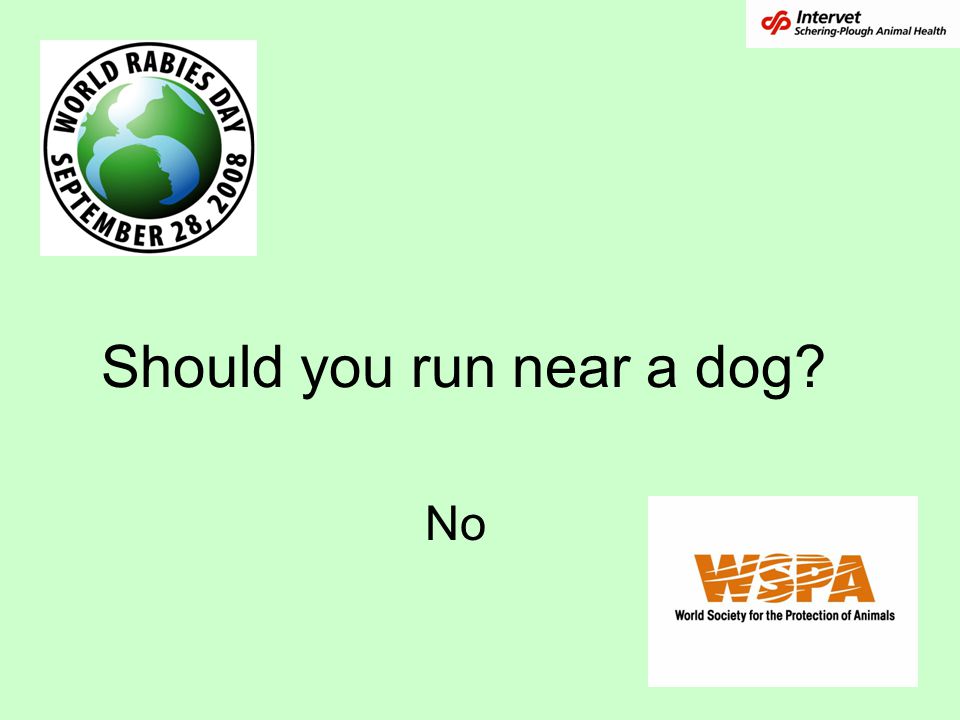 Should you run near a dog