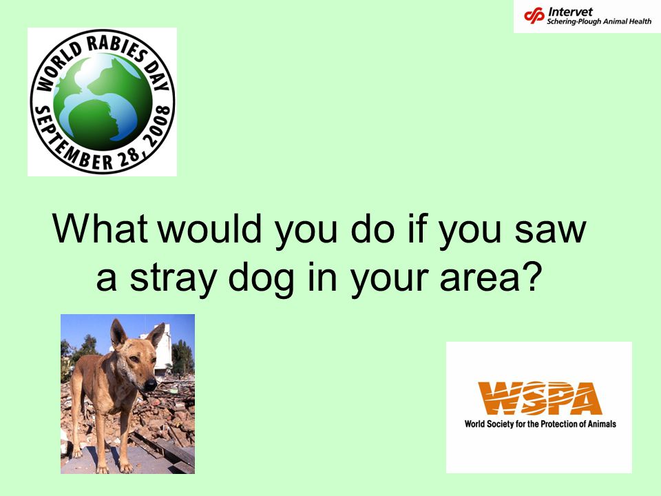 What would you do if you saw a stray dog in your area