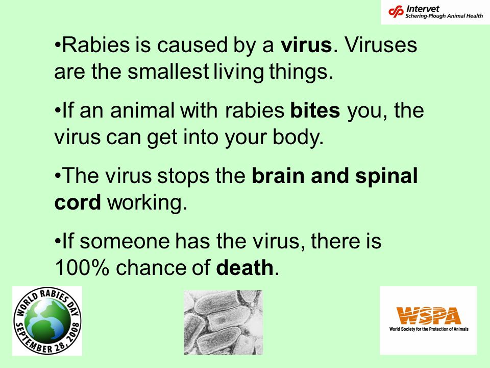 Rabies is caused by a virus. Viruses are the smallest living things.