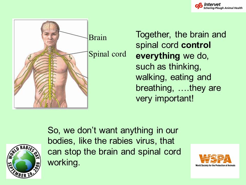 Together, the brain and spinal cord control everything we do, such as thinking, walking, eating and breathing, ….they are very important!