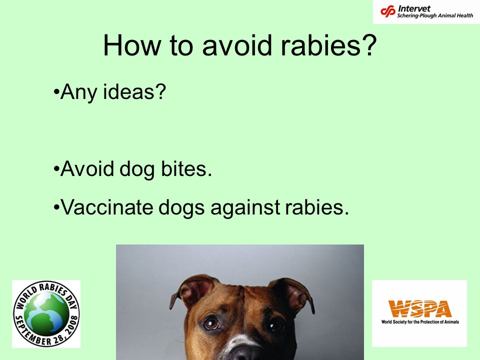 How to avoid rabies Any ideas Avoid dog bites.