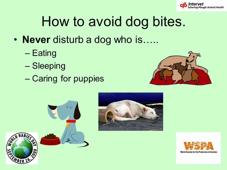 How to avoid dog bites. Never disturb a dog who is….. Eating Sleeping