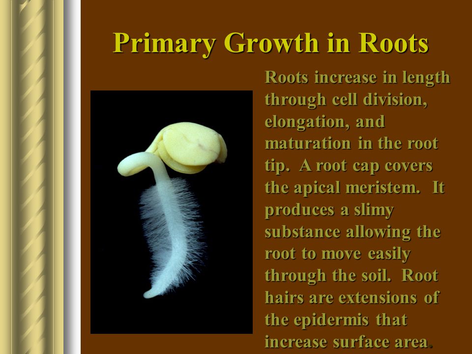 Primary Growth in Roots