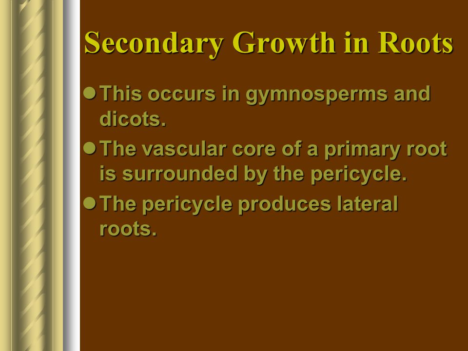 Secondary Growth in Roots