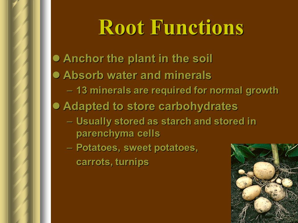 Root Functions Anchor the plant in the soil Absorb water and minerals