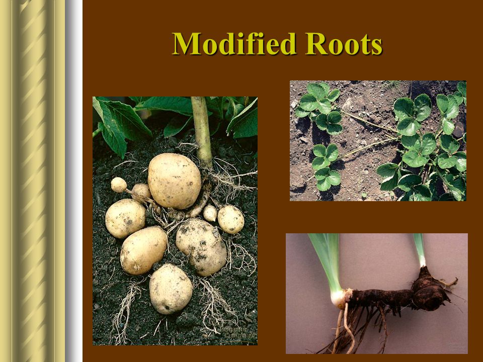 Modified Roots