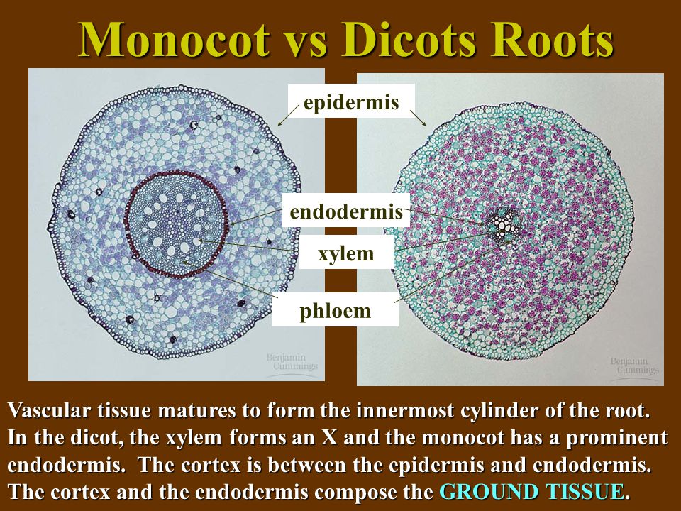 Monocot vs Dicots Roots