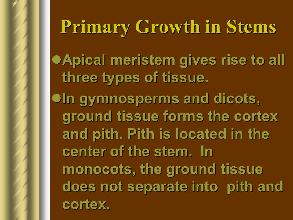 Primary Growth in Stems