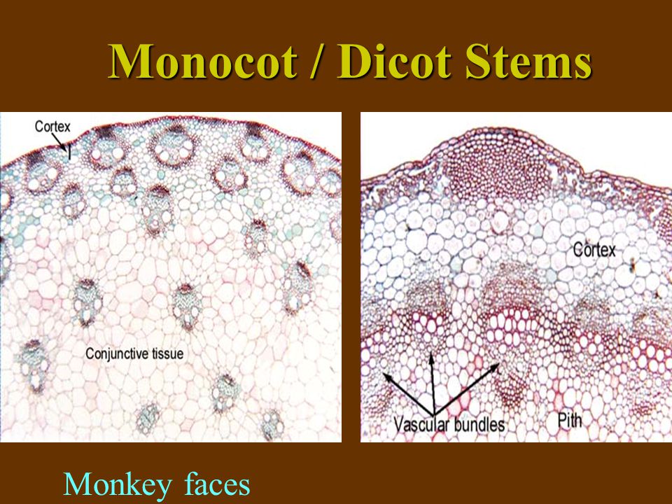 Monocot / Dicot Stems Monkey faces