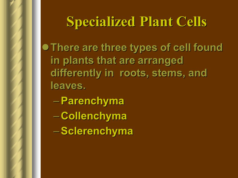 Specialized Plant Cells