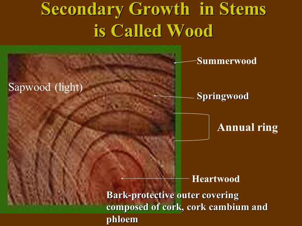 Secondary Growth in Stems is Called Wood