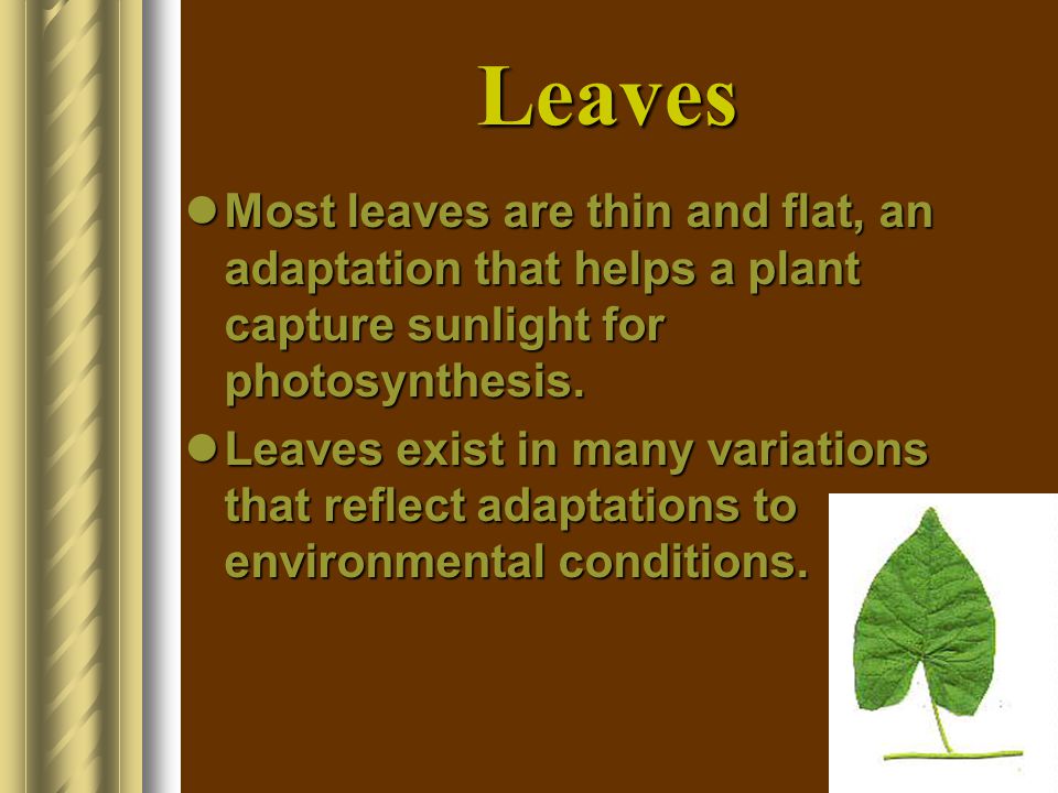 Leaves Most leaves are thin and flat, an adaptation that helps a plant capture sunlight for photosynthesis.