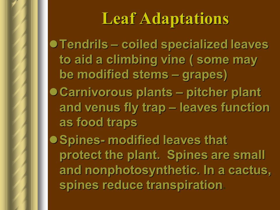 Leaf Adaptations Tendrils – coiled specialized leaves to aid a climbing vine ( some may be modified stems – grapes)