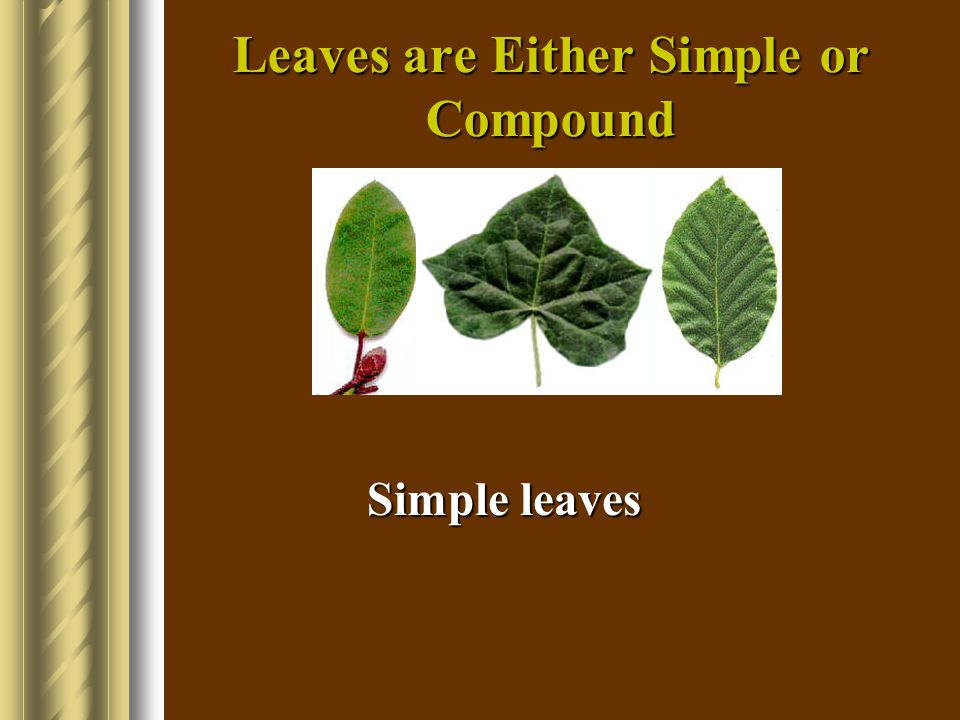 Leaves are Either Simple or Compound