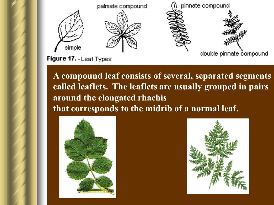 A compound leaf consists of several, separated segments called leaflets. The leaflets are usually grouped in pairs around the elongated rhachis