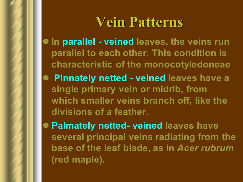 Vein Patterns In parallel - veined leaves, the veins run parallel to each other. This condition is characteristic of the monocotyledoneae.