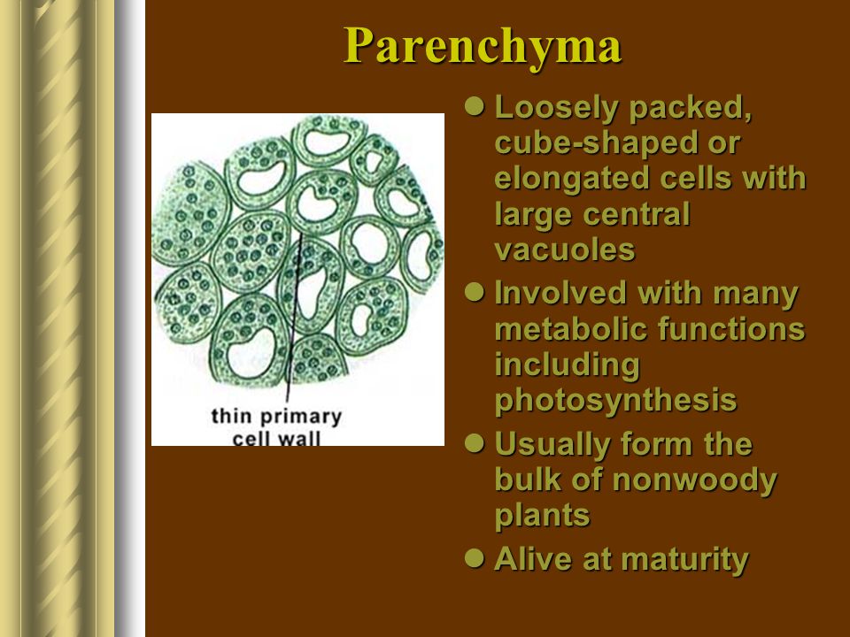 Parenchyma Loosely packed, cube-shaped or elongated cells with large central vacuoles.