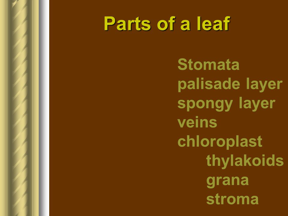 Parts of a leaf Stomata palisade layer spongy layer veins chloroplast