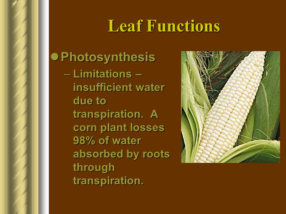 Leaf Functions Photosynthesis
